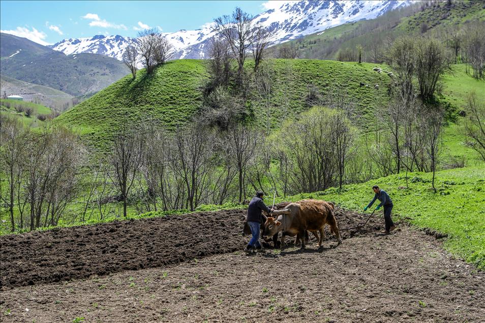 Engebeli arazilerin vazgeçilmezi, "karasaban"
