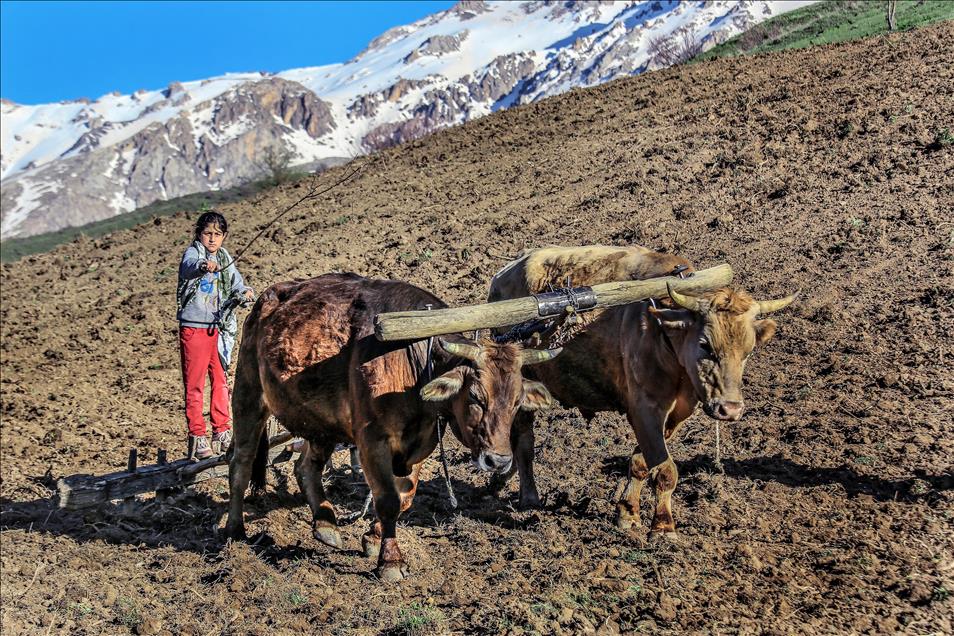 Engebeli arazilerin vazgeçilmezi, "karasaban"