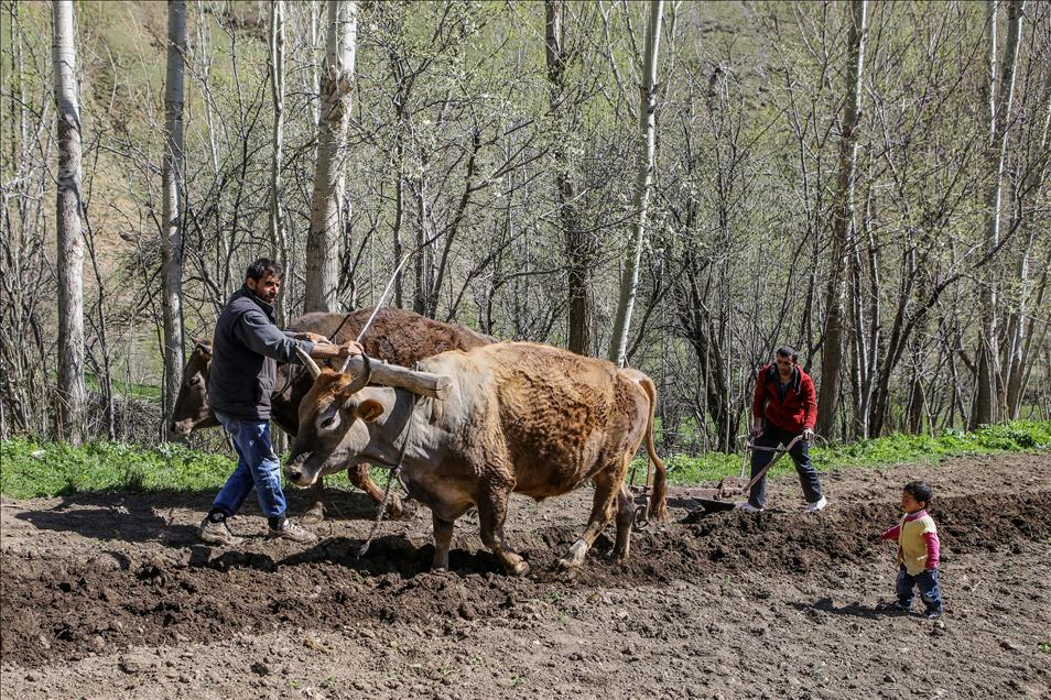 Engebeli arazilerin vazgeçilmezi, "karasaban"