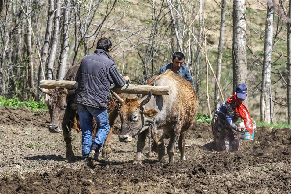 Engebeli arazilerin vazgeçilmezi, "karasaban"