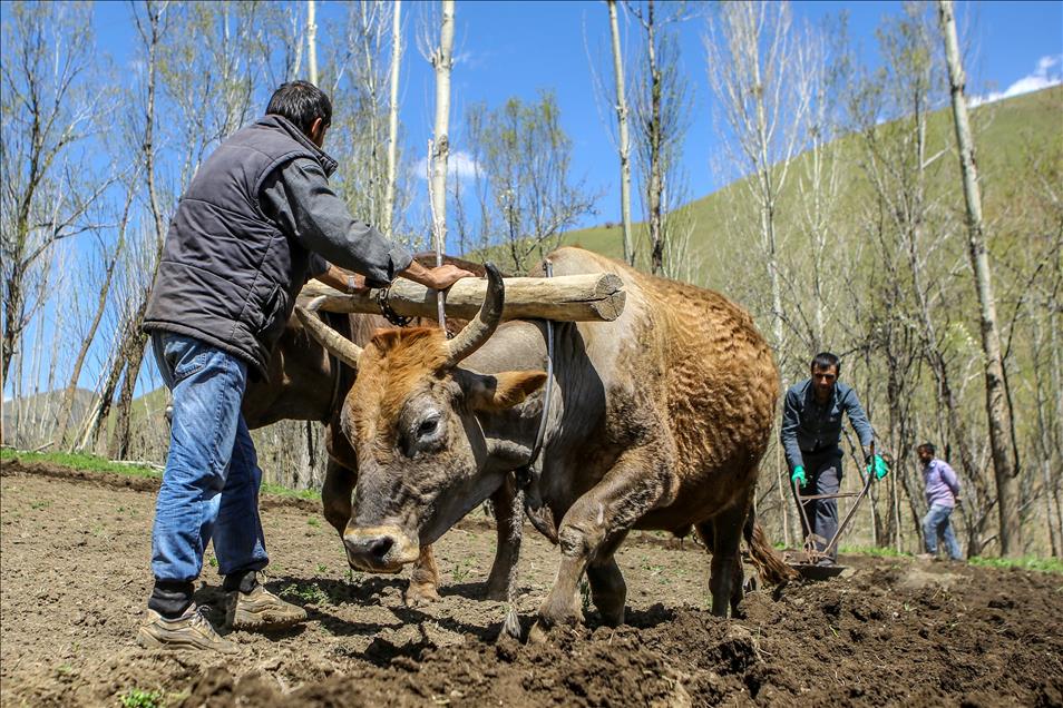 Engebeli arazilerin vazgeçilmezi, "karasaban"