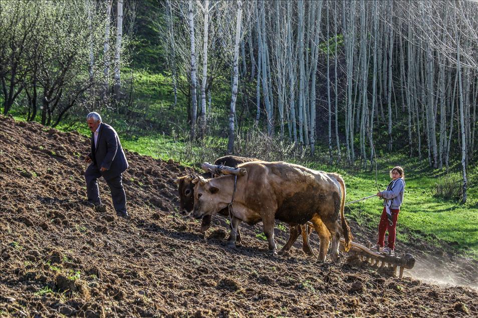 Engebeli arazilerin vazgeçilmezi, "karasaban"