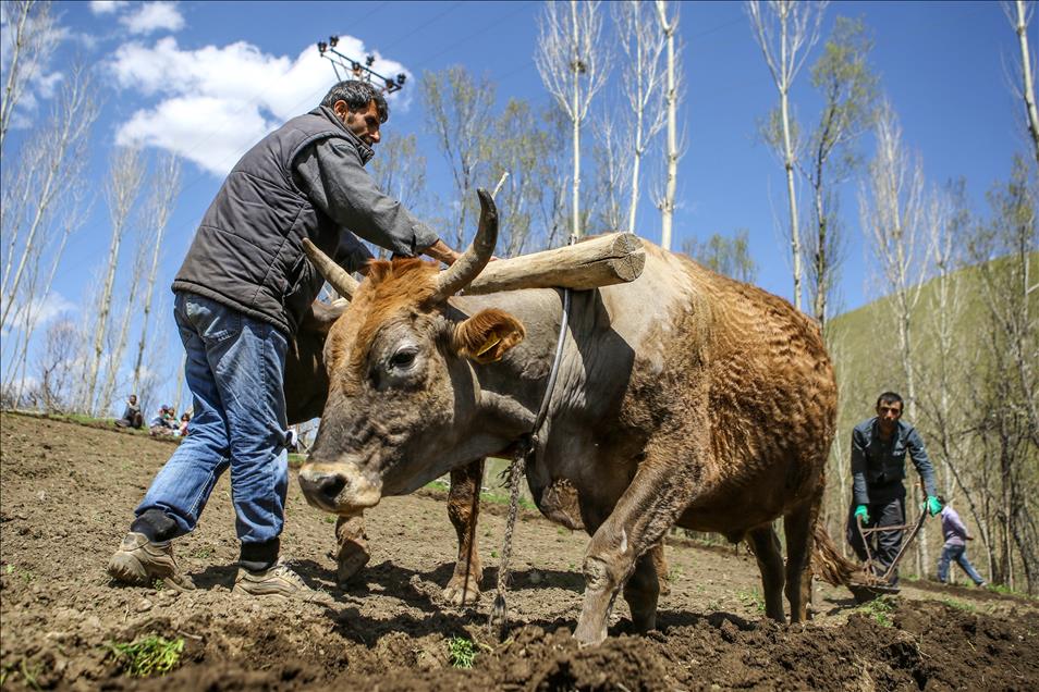 Engebeli arazilerin vazgeçilmezi, "karasaban"