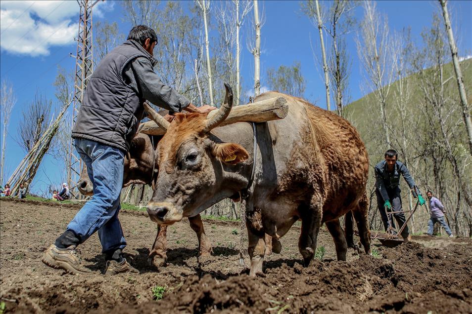 Engebeli arazilerin vazgeçilmezi, "karasaban"