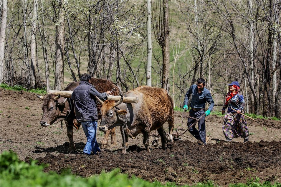 Engebeli arazilerin vazgeçilmezi, "karasaban"