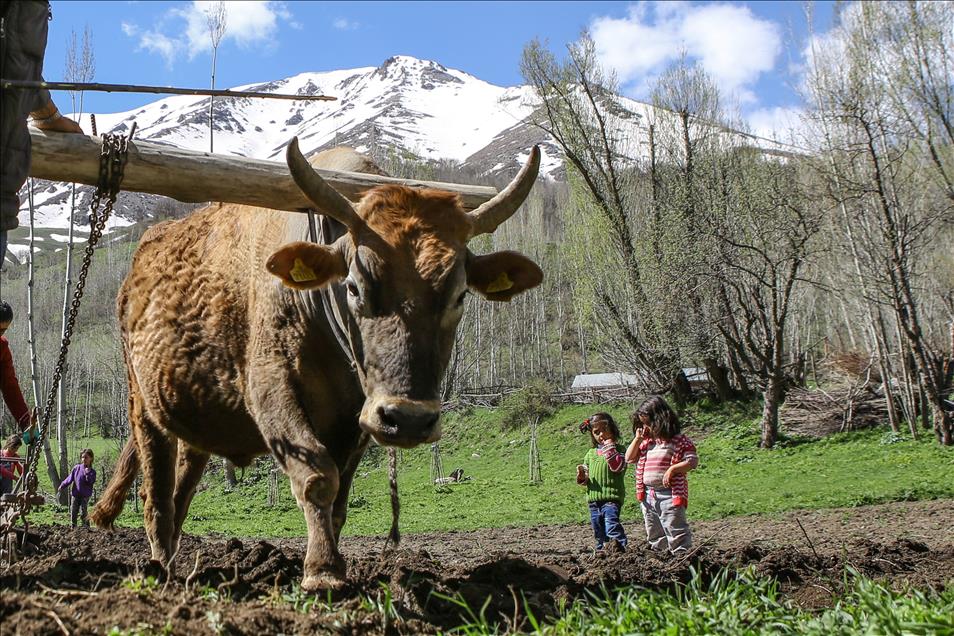 Engebeli arazilerin vazgeçilmezi, "karasaban"