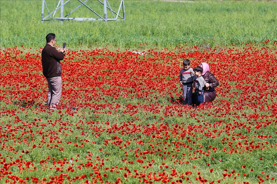 Erzincan'da gelincik tarlaları