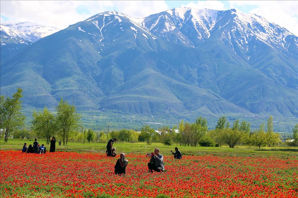 Erzincan'da gelincik tarlaları