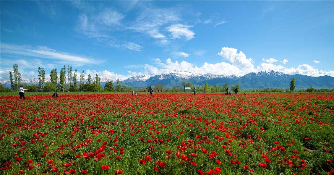 Erzincan'da gelincik tarlaları