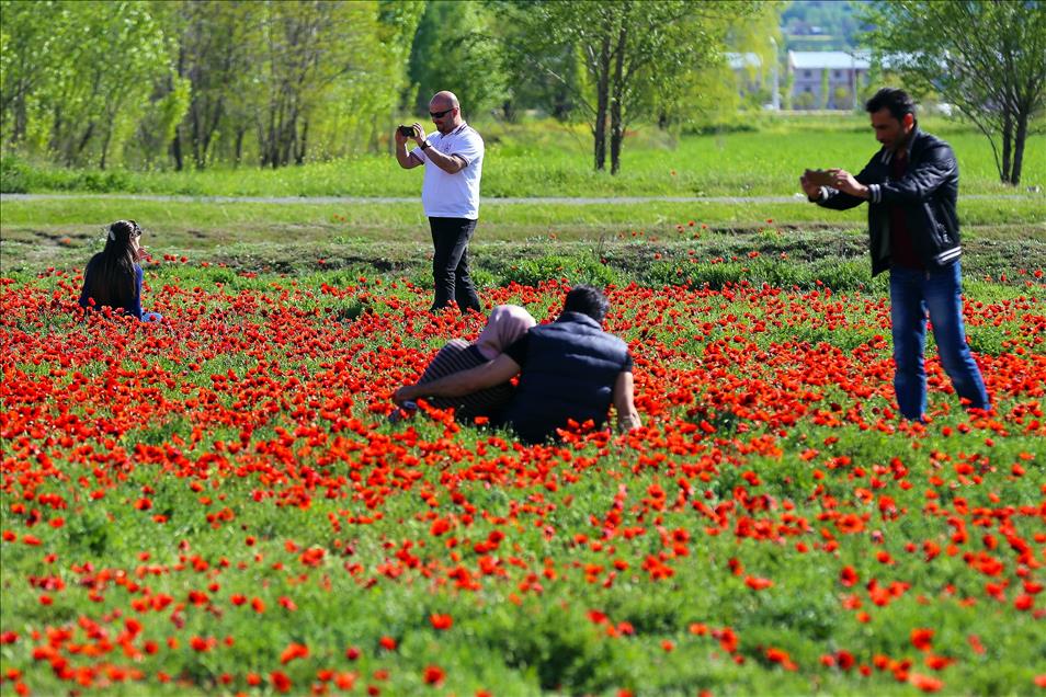 Erzincan'da gelincik tarlaları