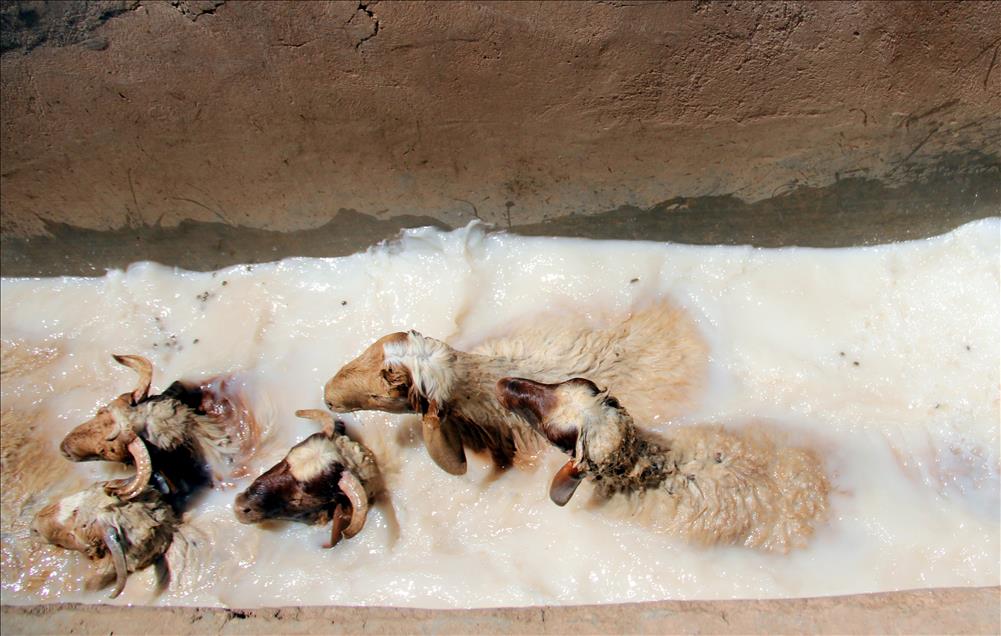 İvesi koyunları yaza hazırlanıyor