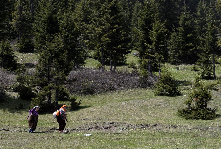 Doğu Karadeniz yaylaları renkleniyor