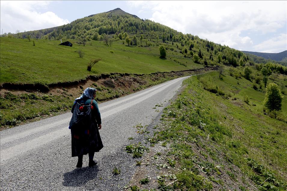 Doğu Karadeniz yaylaları renkleniyor