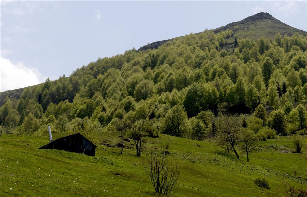 Doğu Karadeniz yaylaları renkleniyor