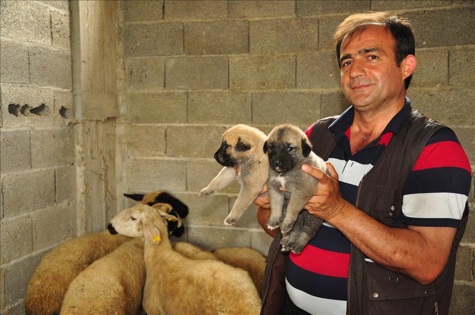 Kangal yavrularına koyun "annelik" yapıyor