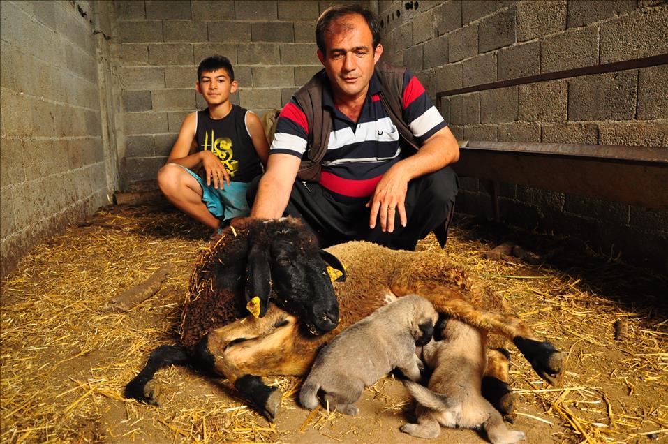 Kangal yavrularına koyun "annelik" yapıyor