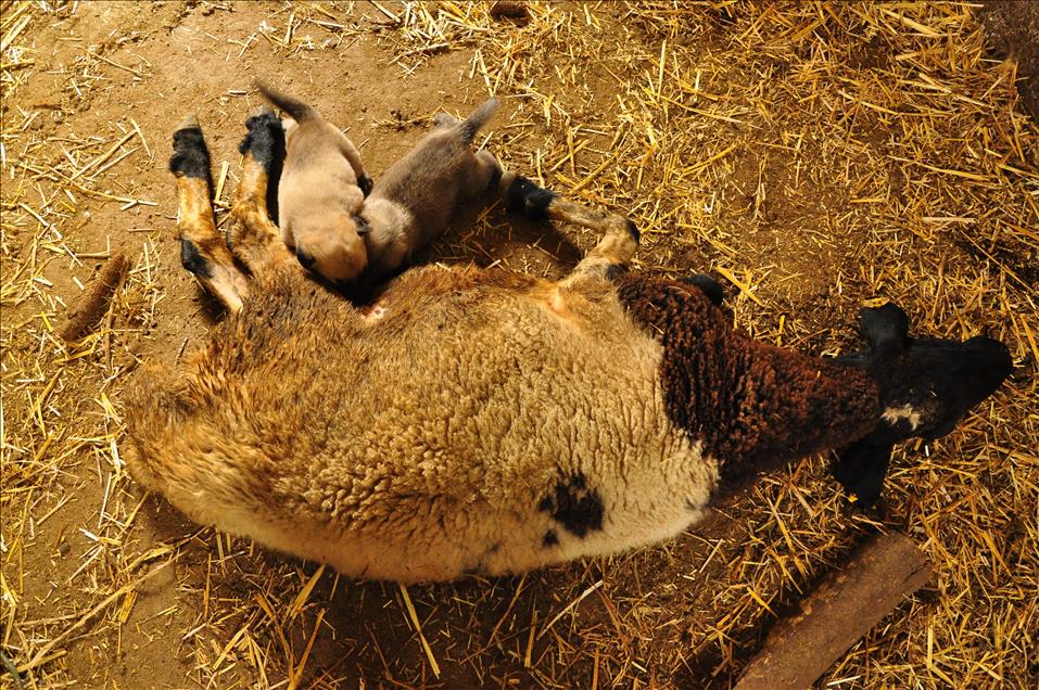 Kangal yavrularına koyun "annelik" yapıyor
