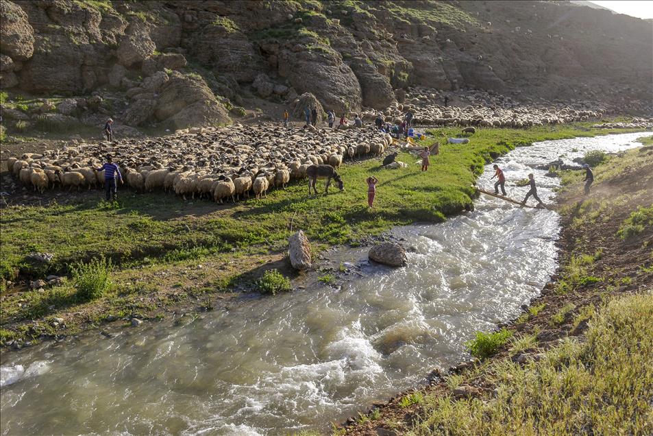 Van kahvaltısının baş tacı "otlu peynirin" zorlu hikayesi
