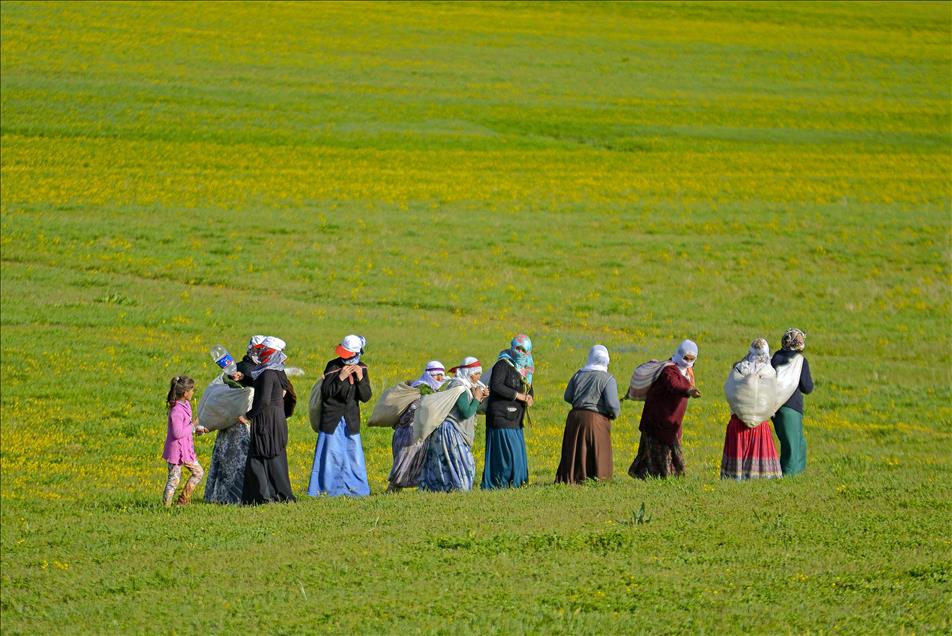 Van kahvaltısının baş tacı "otlu peynirin" zorlu hikayesi