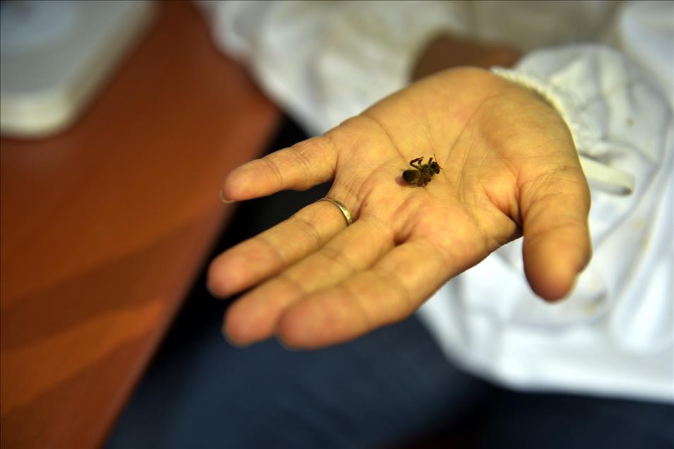 Suni tohumlamayla "sokmayan arı" yetiştirildi
