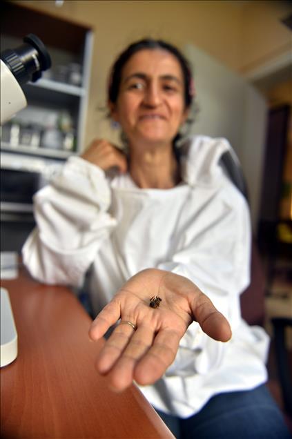 Suni tohumlamayla "sokmayan arı" yetiştirildi