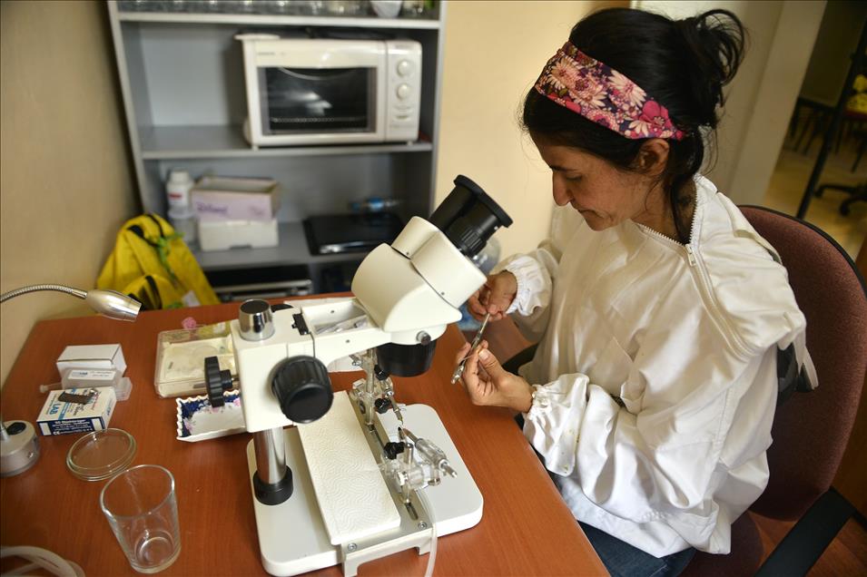 Suni tohumlamayla "sokmayan arı" yetiştirildi