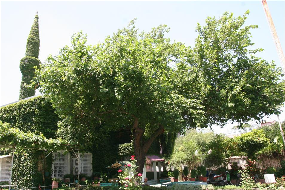 Sarmaşığın yeşile boyadığı cami