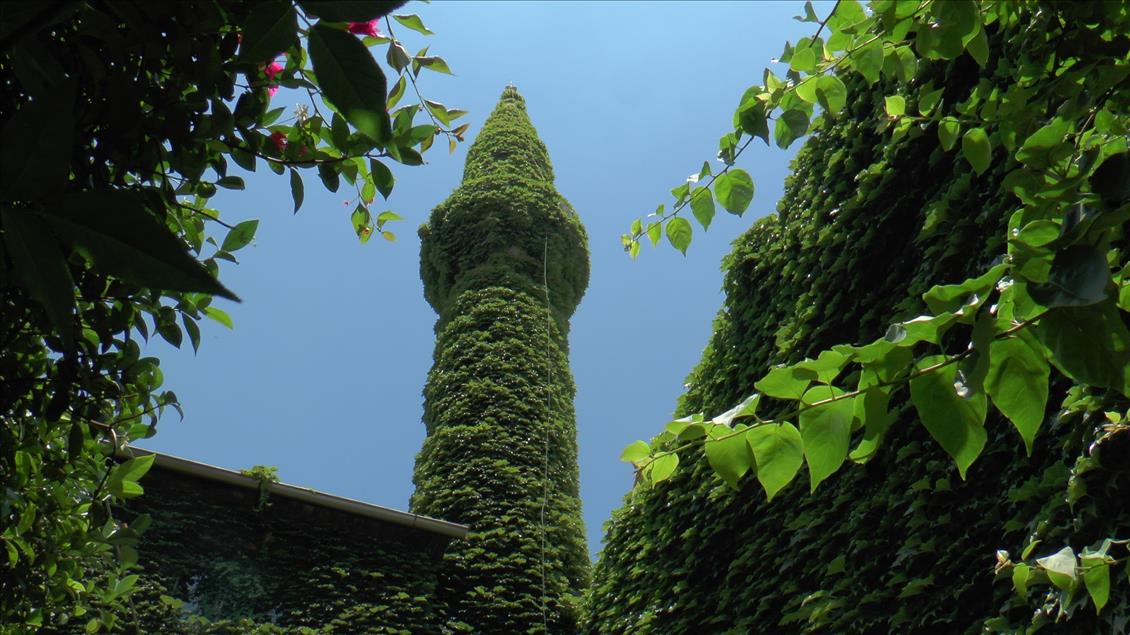 Sarmaşığın yeşile boyadığı cami