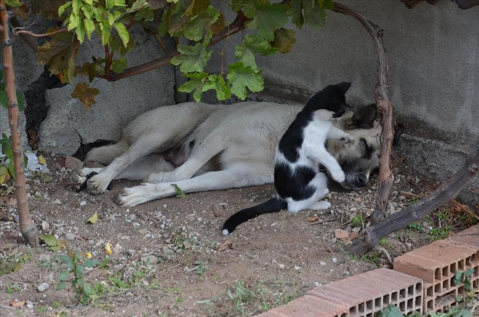 Dog raising orphaned cats surprises Turkish vet