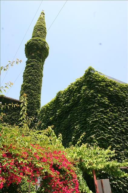 Sarmaşığın yeşile boyadığı cami