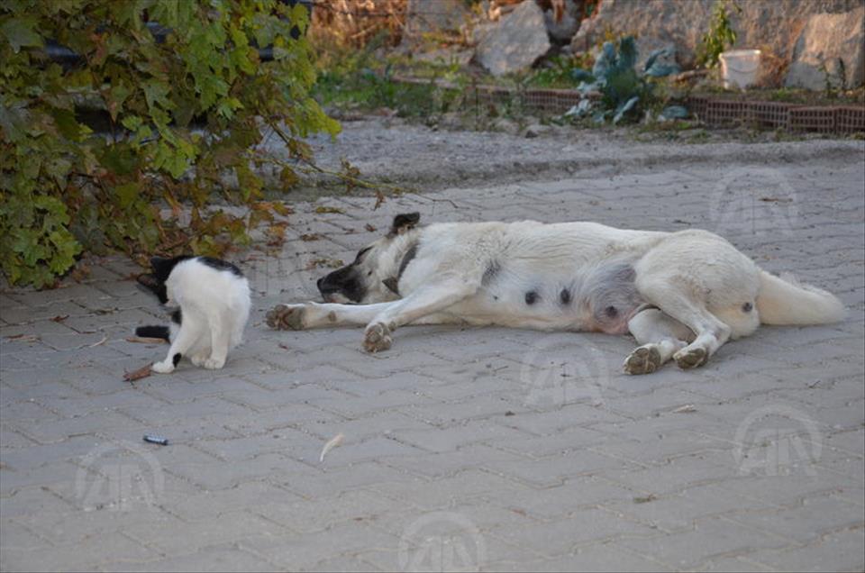Dog raising orphaned cats surprises Turkish vet