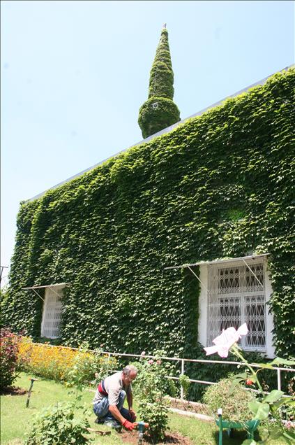 Sarmaşığın yeşile boyadığı cami