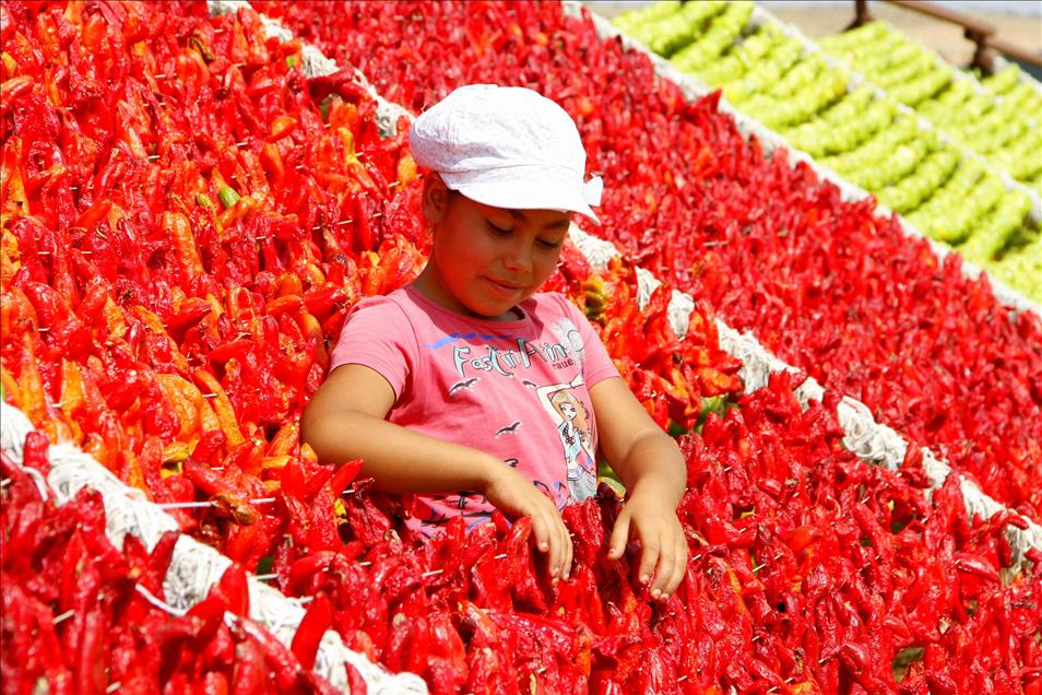 Gaziantep'te "kurutmalık mevsimi" başladı