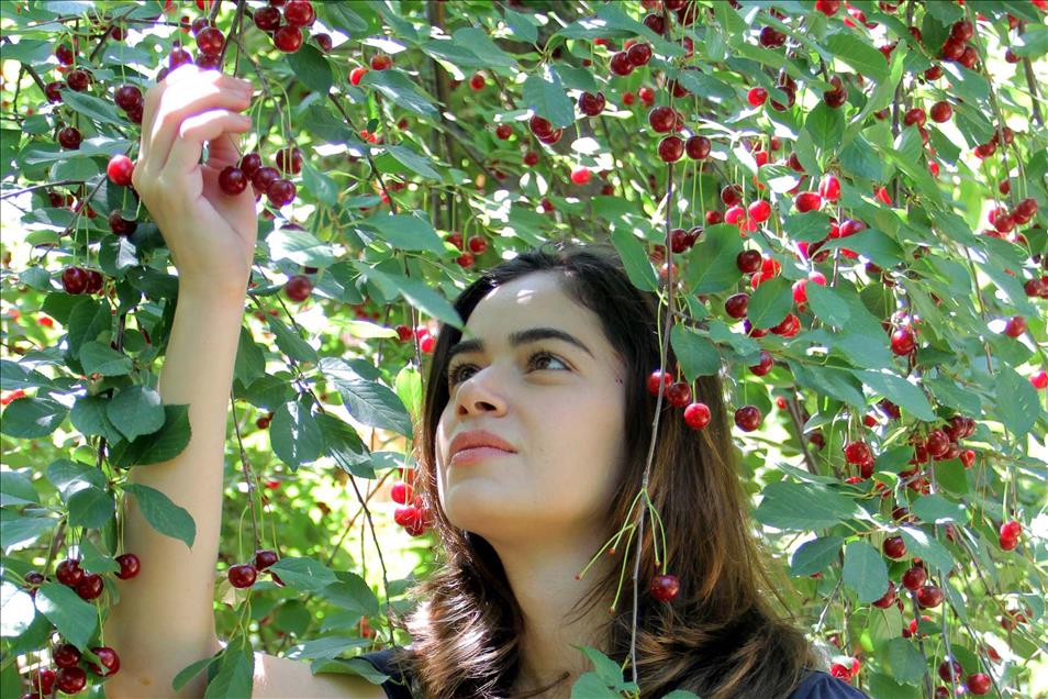 Oğluna şifa veren "karadut"u yetiştirmeye başladı