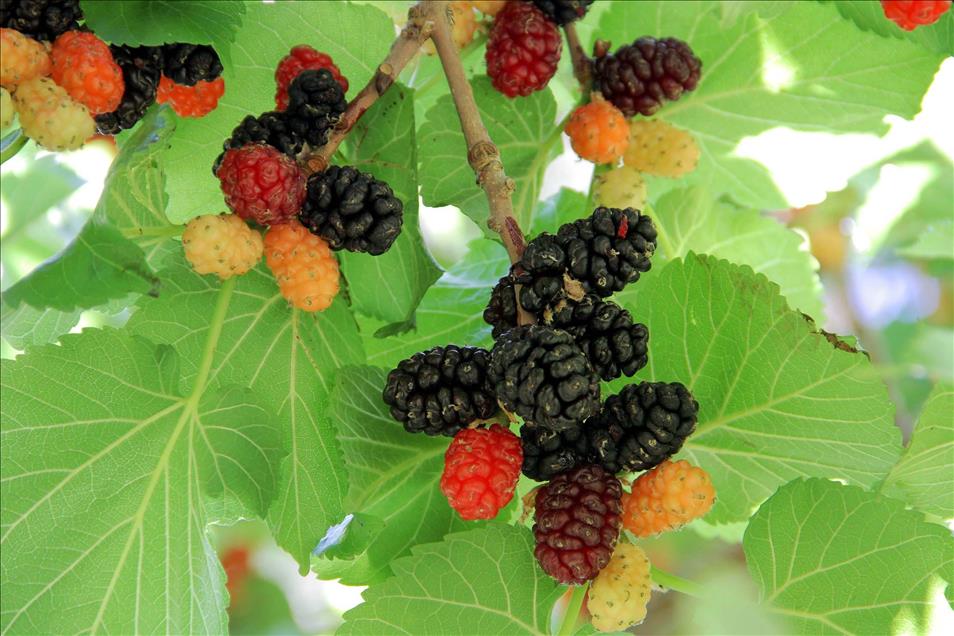 Oğluna şifa veren "karadut"u yetiştirmeye başladı