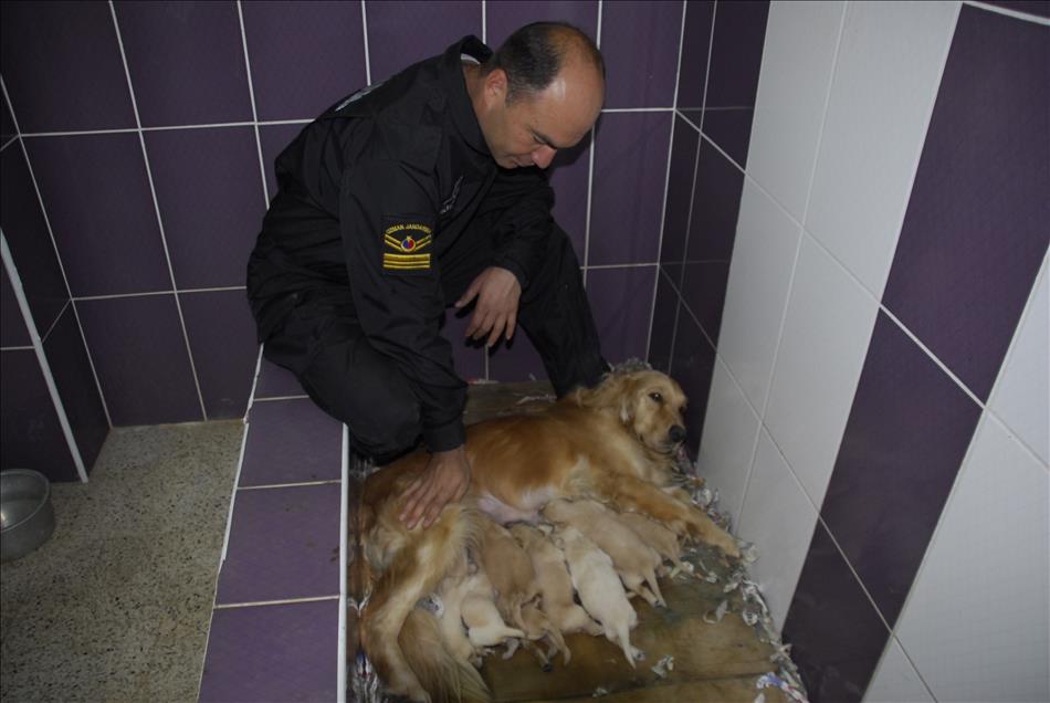 İzci köpek "Zağar" jandarmanın hizmetinde