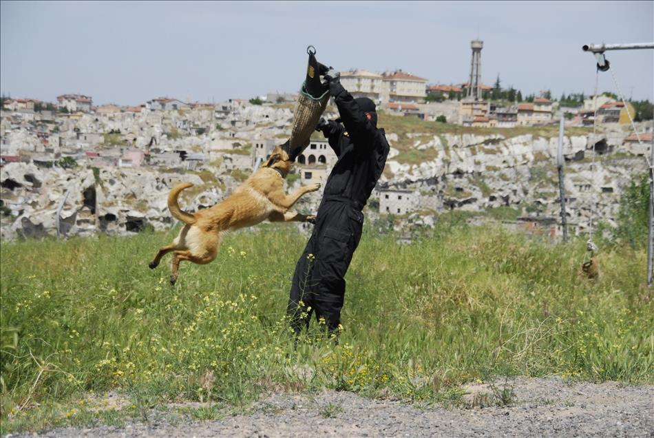 İzci köpek "Zağar" jandarmanın hizmetinde