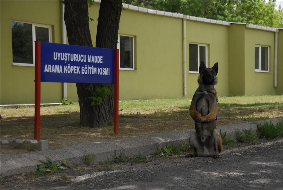 İzci köpek "Zağar" jandarmanın hizmetinde