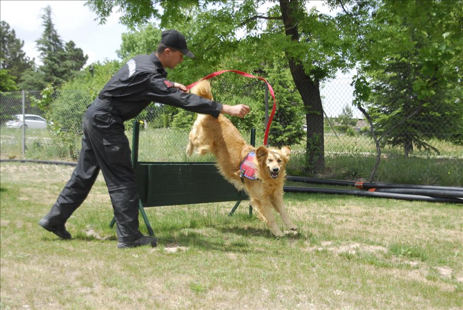 İzci köpek "Zağar" jandarmanın hizmetinde