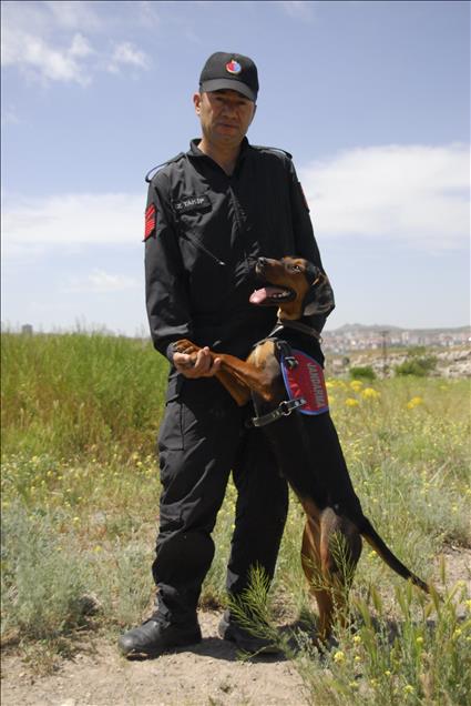 İzci köpek "Zağar" jandarmanın hizmetinde