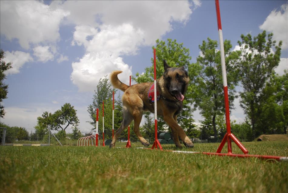 İzci köpek "Zağar" jandarmanın hizmetinde