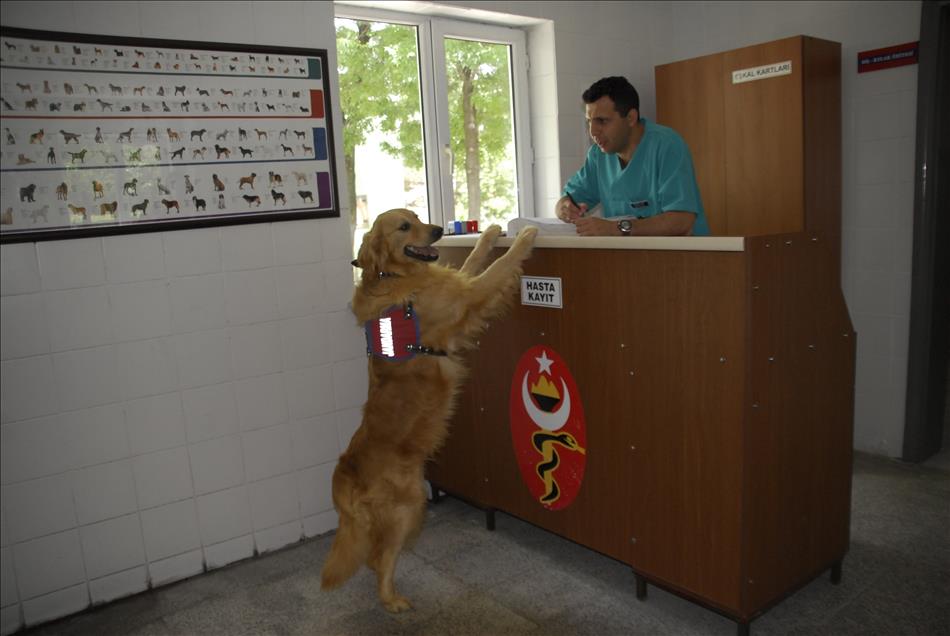 İzci köpek "Zağar" jandarmanın hizmetinde