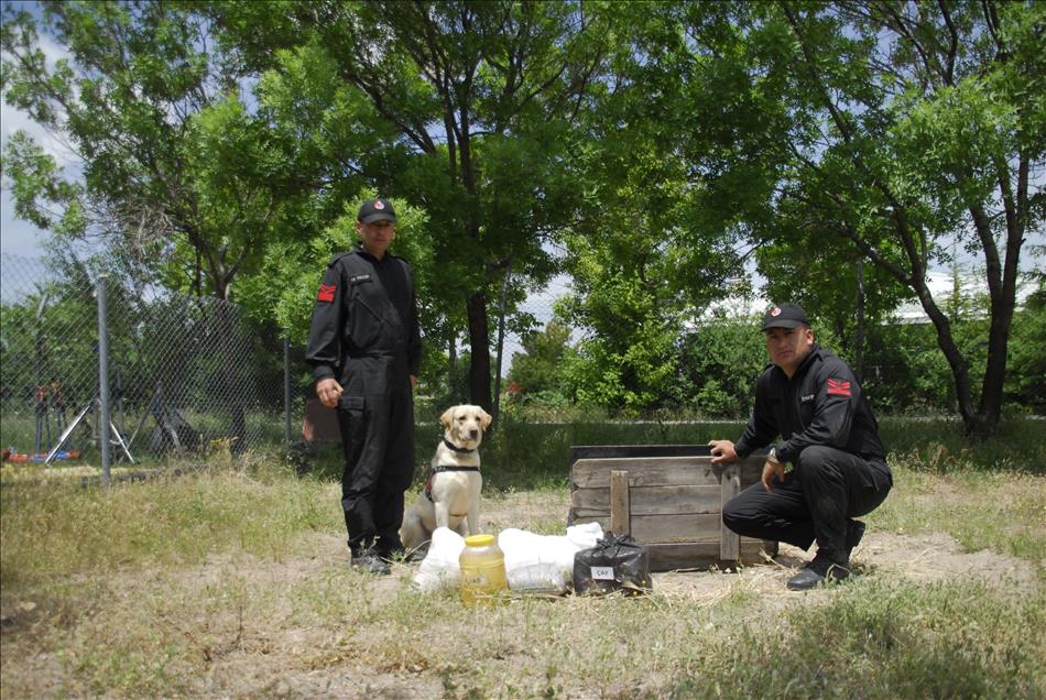İzci köpek "Zağar" jandarmanın hizmetinde