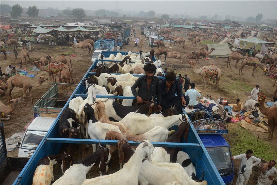 Pakistan'da Kurban Bayramı hazırlıkları