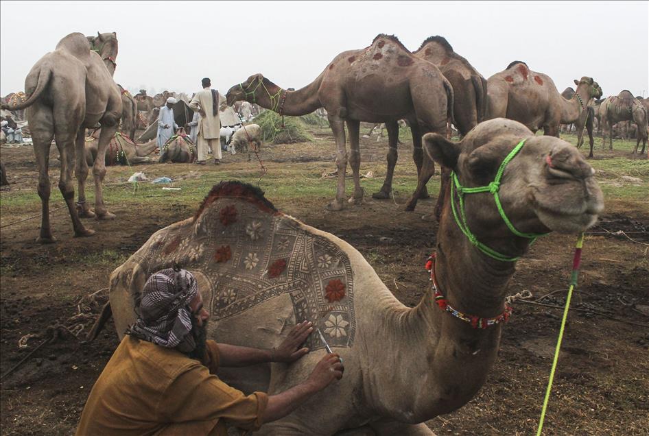 Pakistan'da Kurban Bayramı hazırlıkları