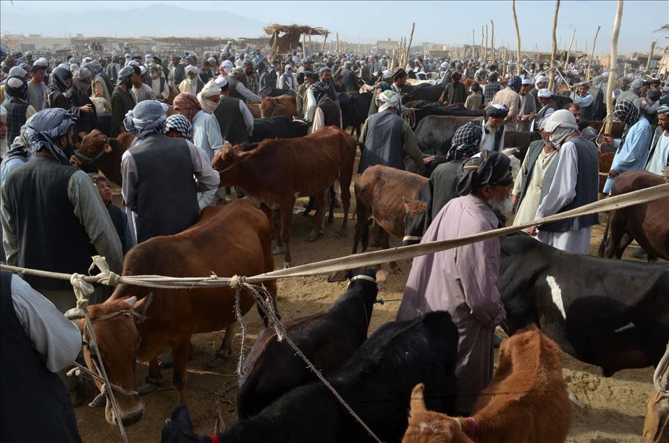 Afganistan'da Kurban Bayramı hazırlıkları