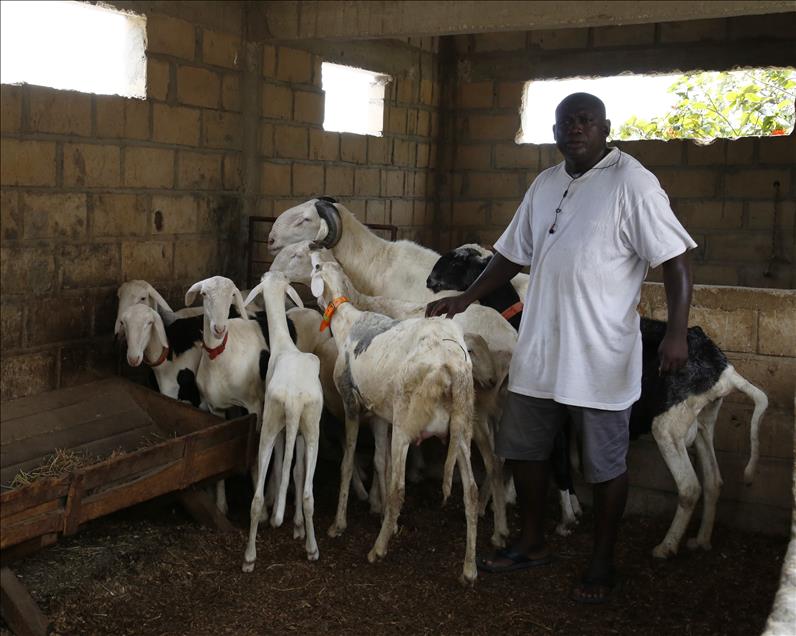 Le ladoum sénégalais, un mouton "exempté" du Sacrifice
