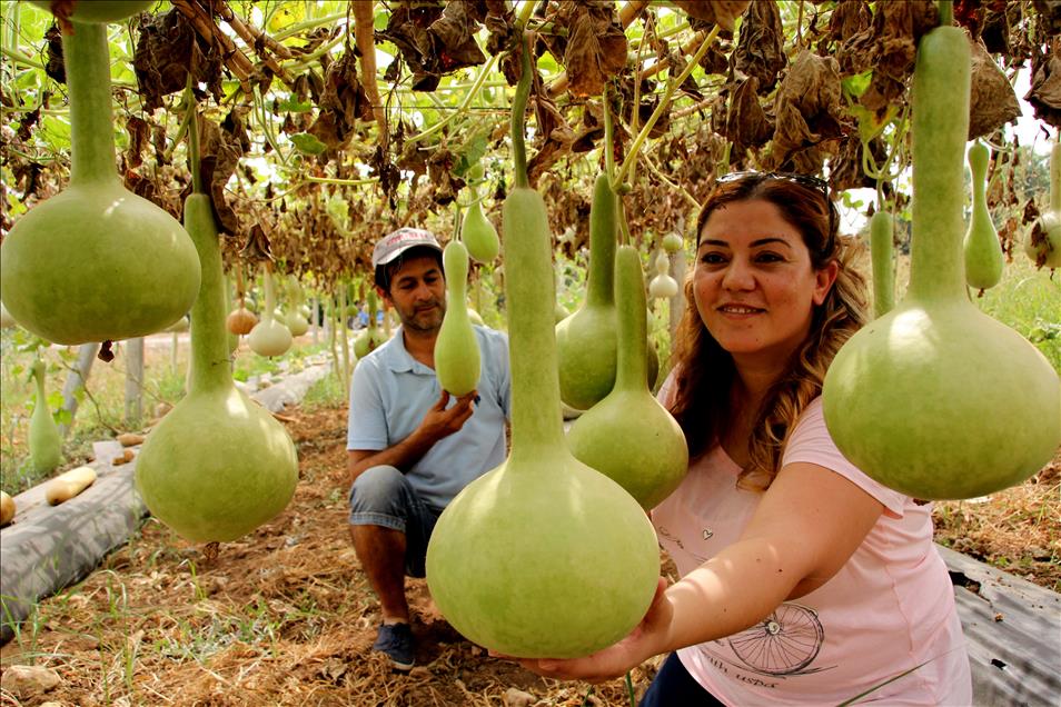 Su kabağı tuzlu ortamlarda karpuza anaçlık edecek