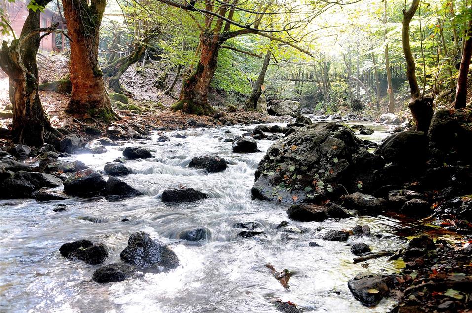 Yalova Kent Ormanı'nda sonbahar