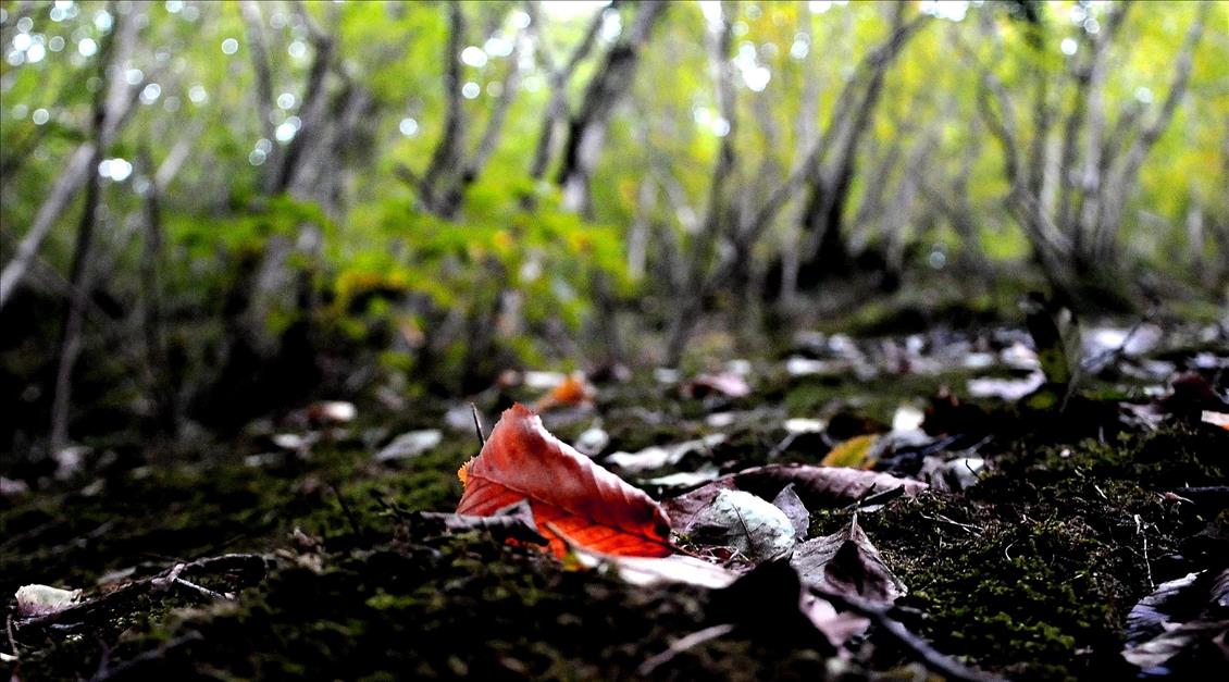 Yalova Kent Ormanı'nda sonbahar